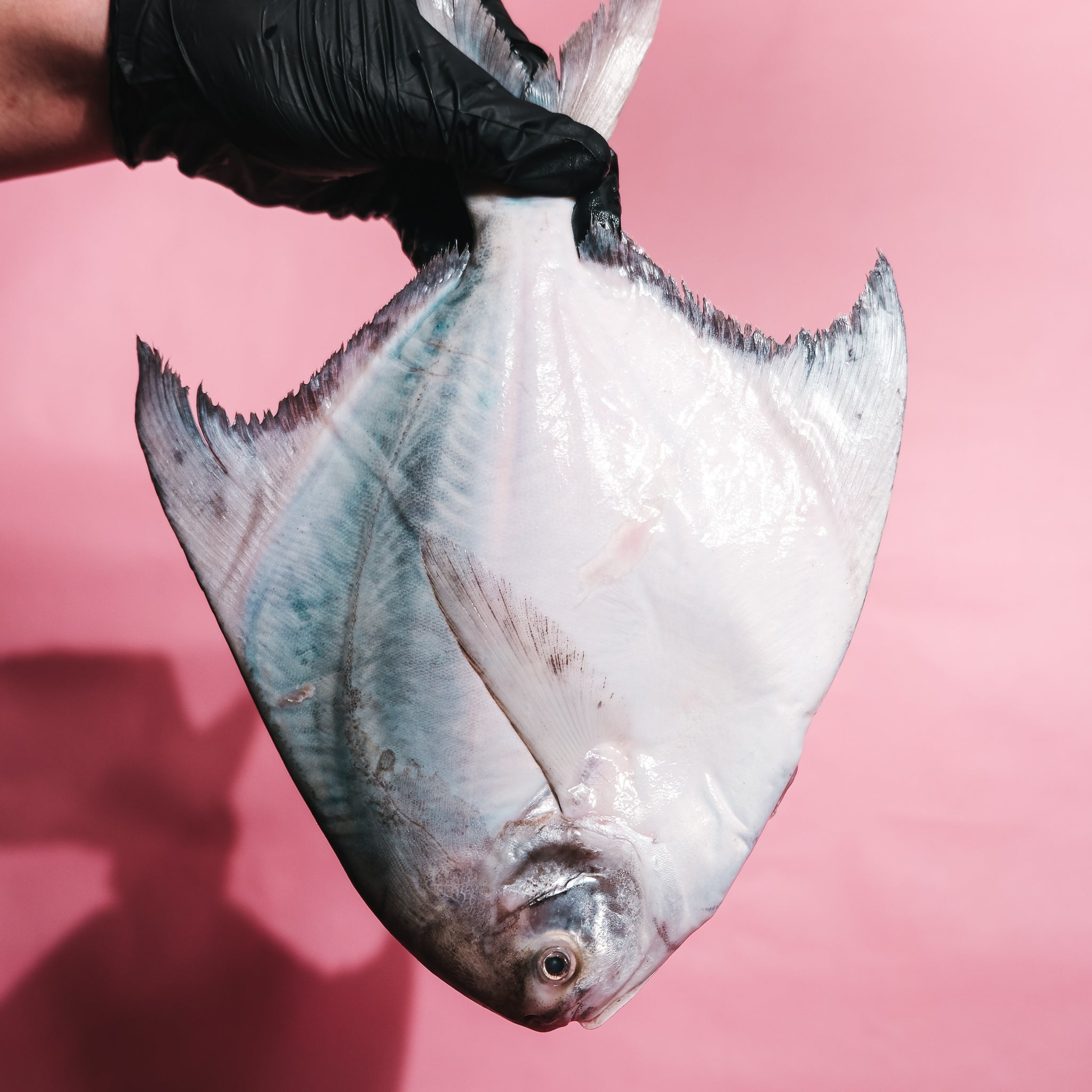 Chinese Pomfret