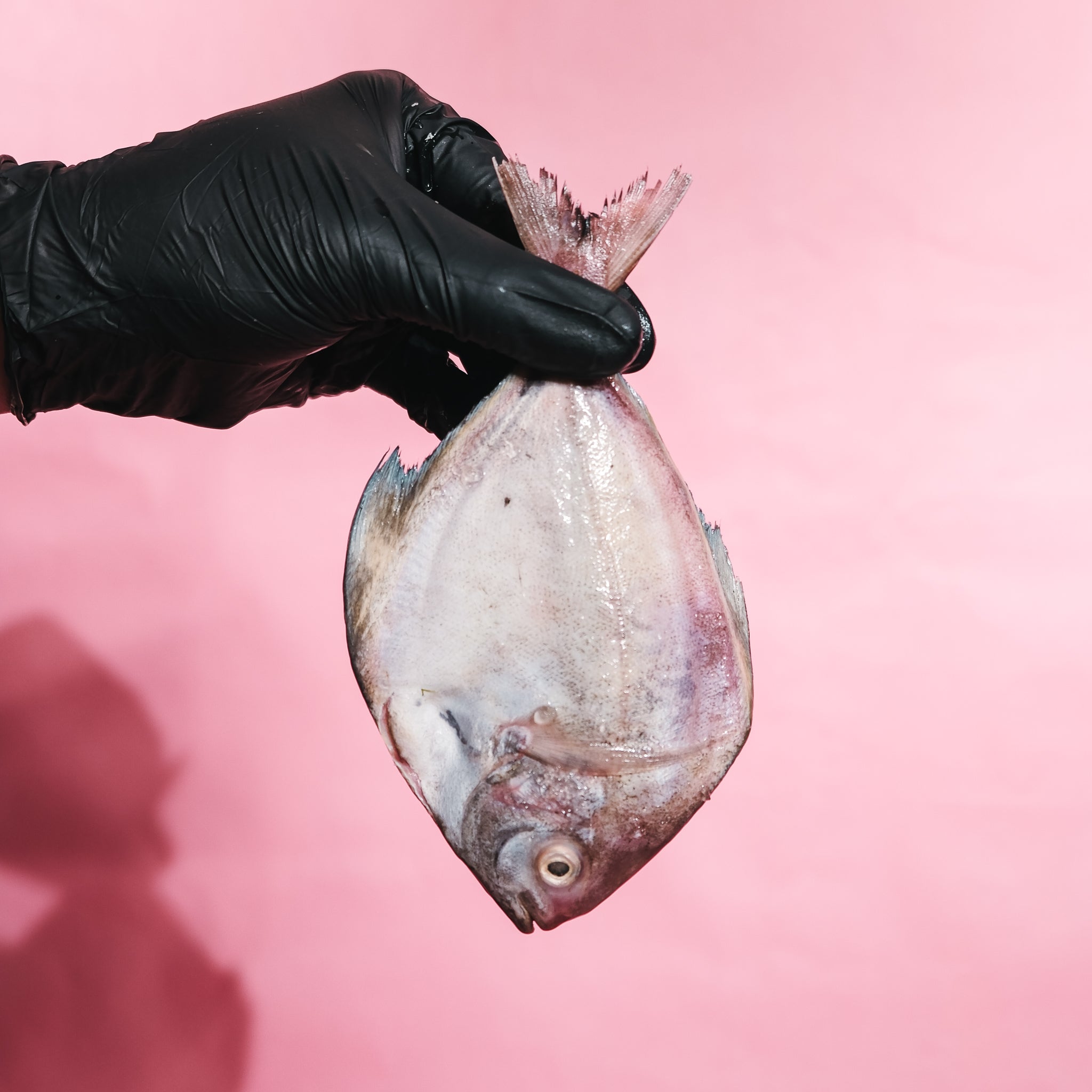Black Pomfret
