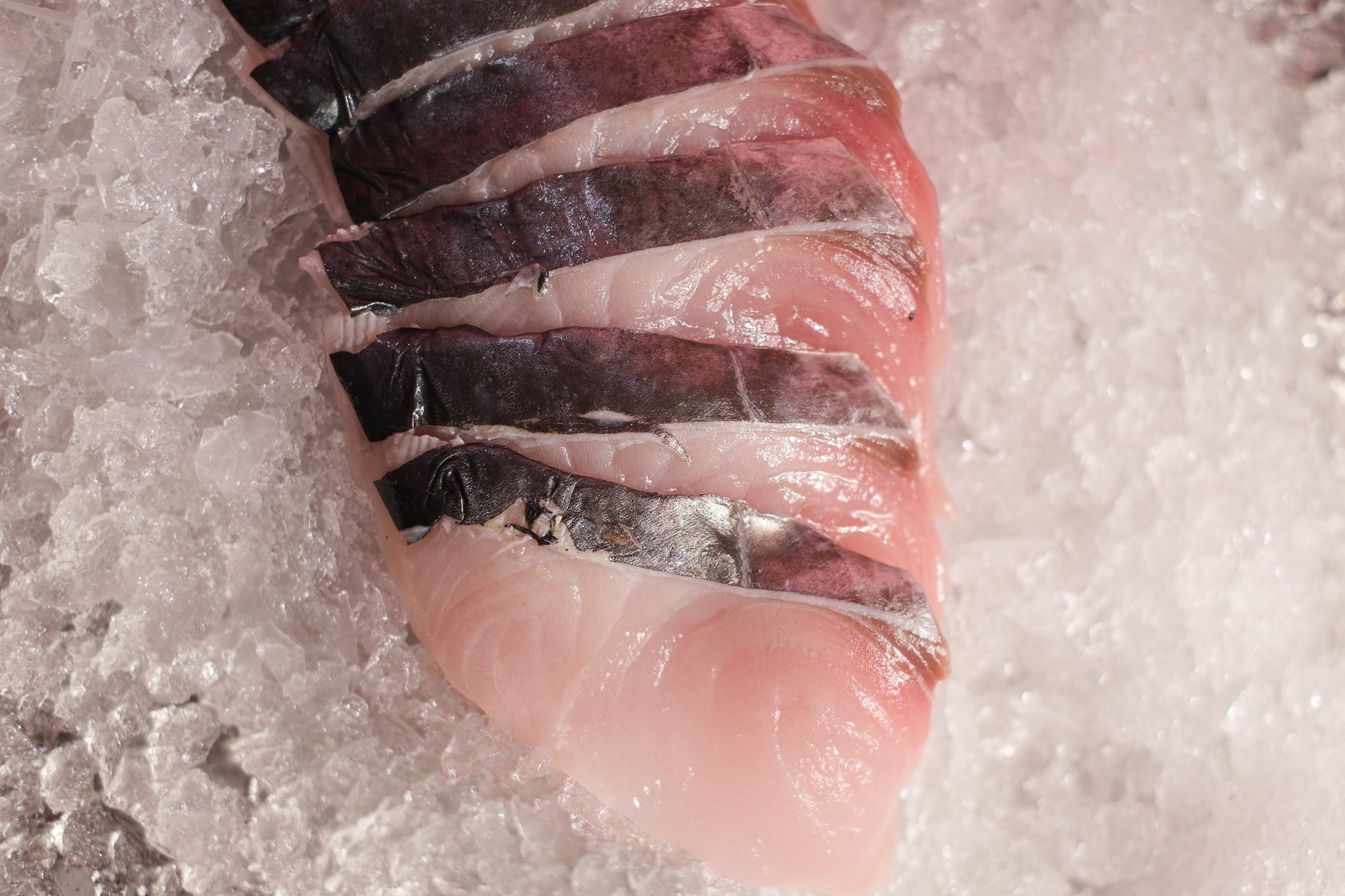 Batang (Spanish Mackerel)