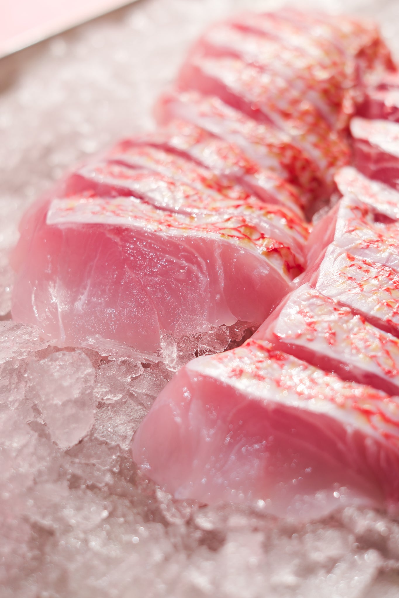 Red Snapper