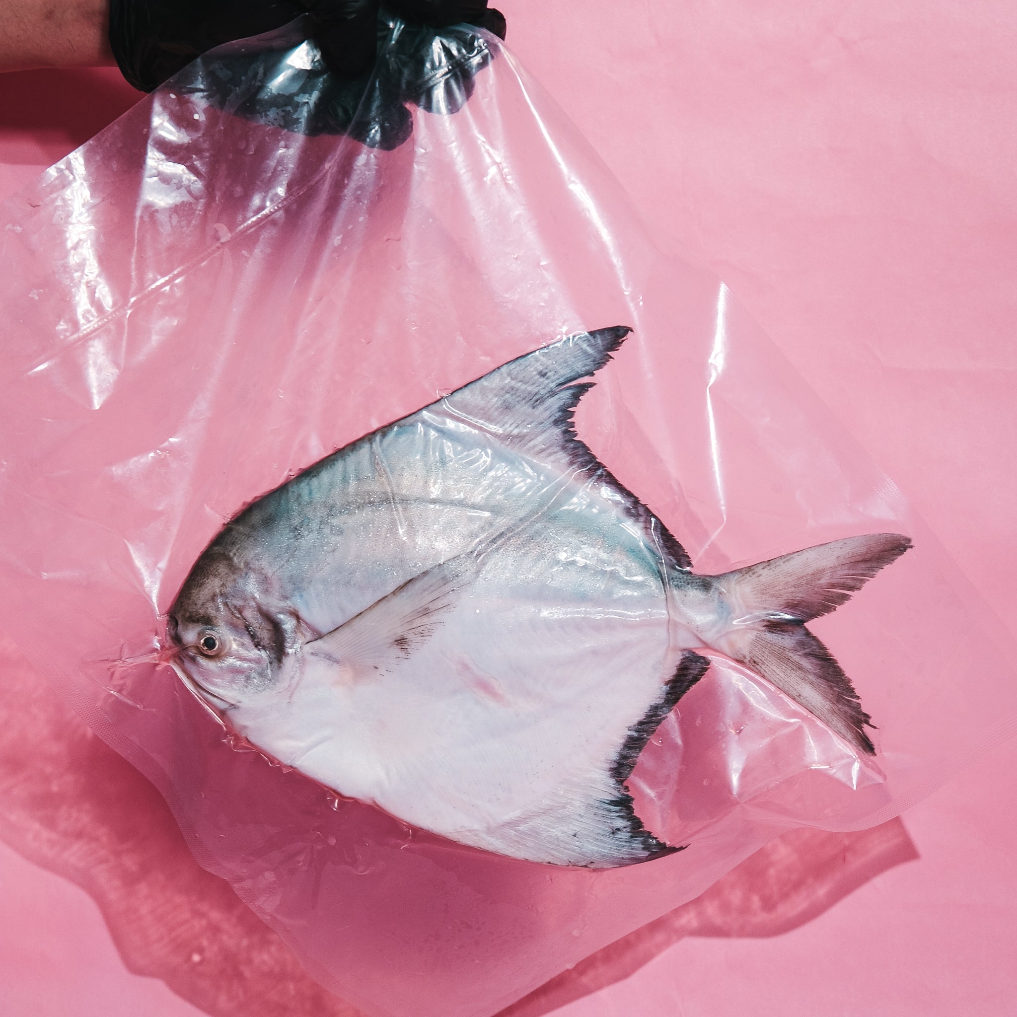 Chinese Pomfret