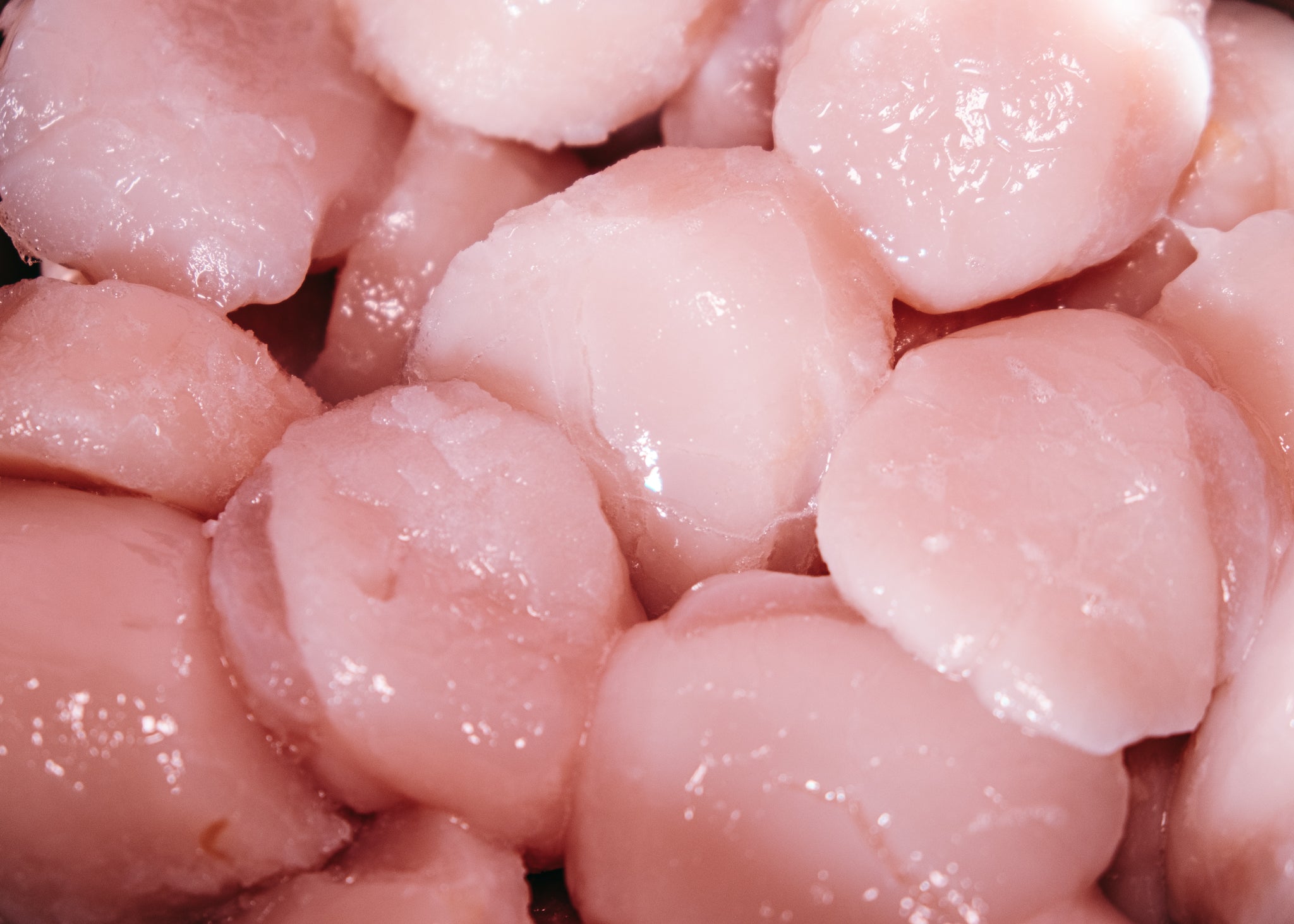 Hokkaido Scallops
