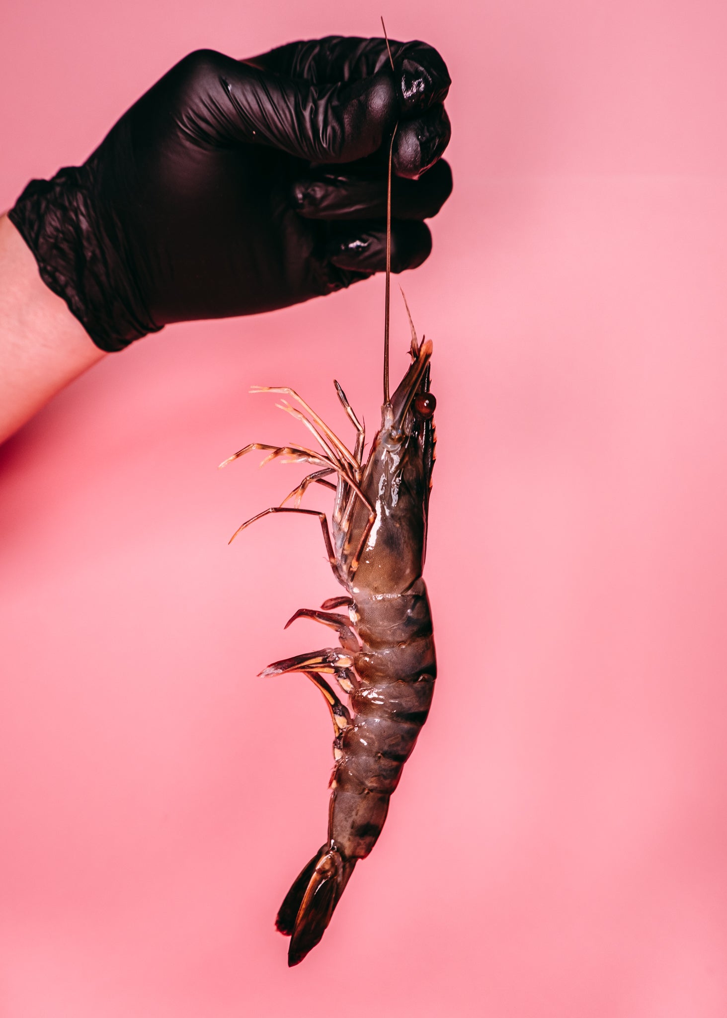 Tiger Prawns (Head On/Shell On)