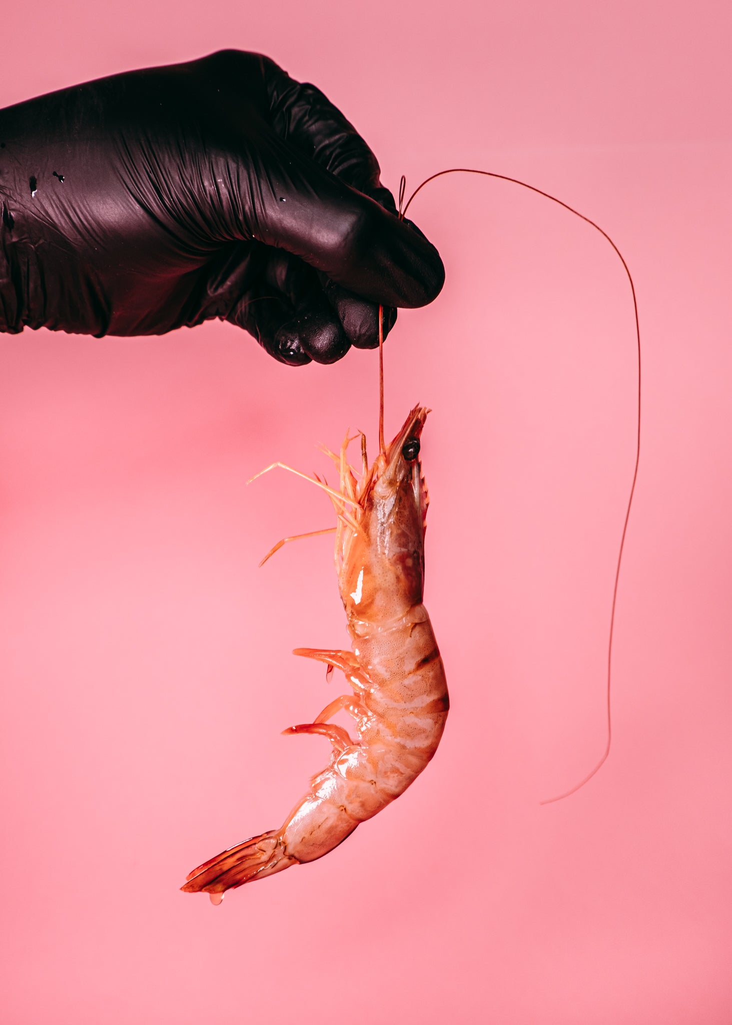 Sea White/Red Leg Prawns (Head On/Shell On)