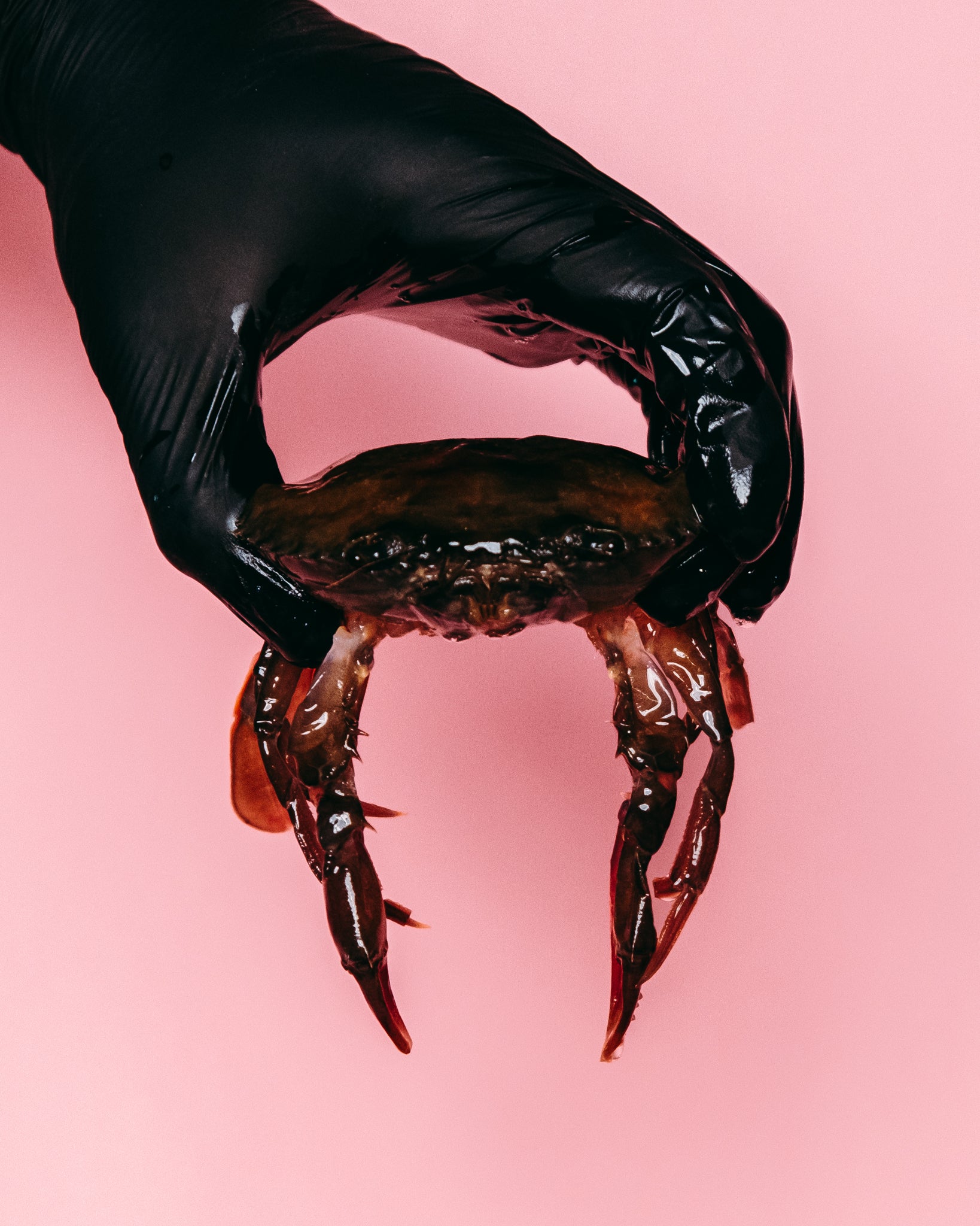 Soft Shell Crab