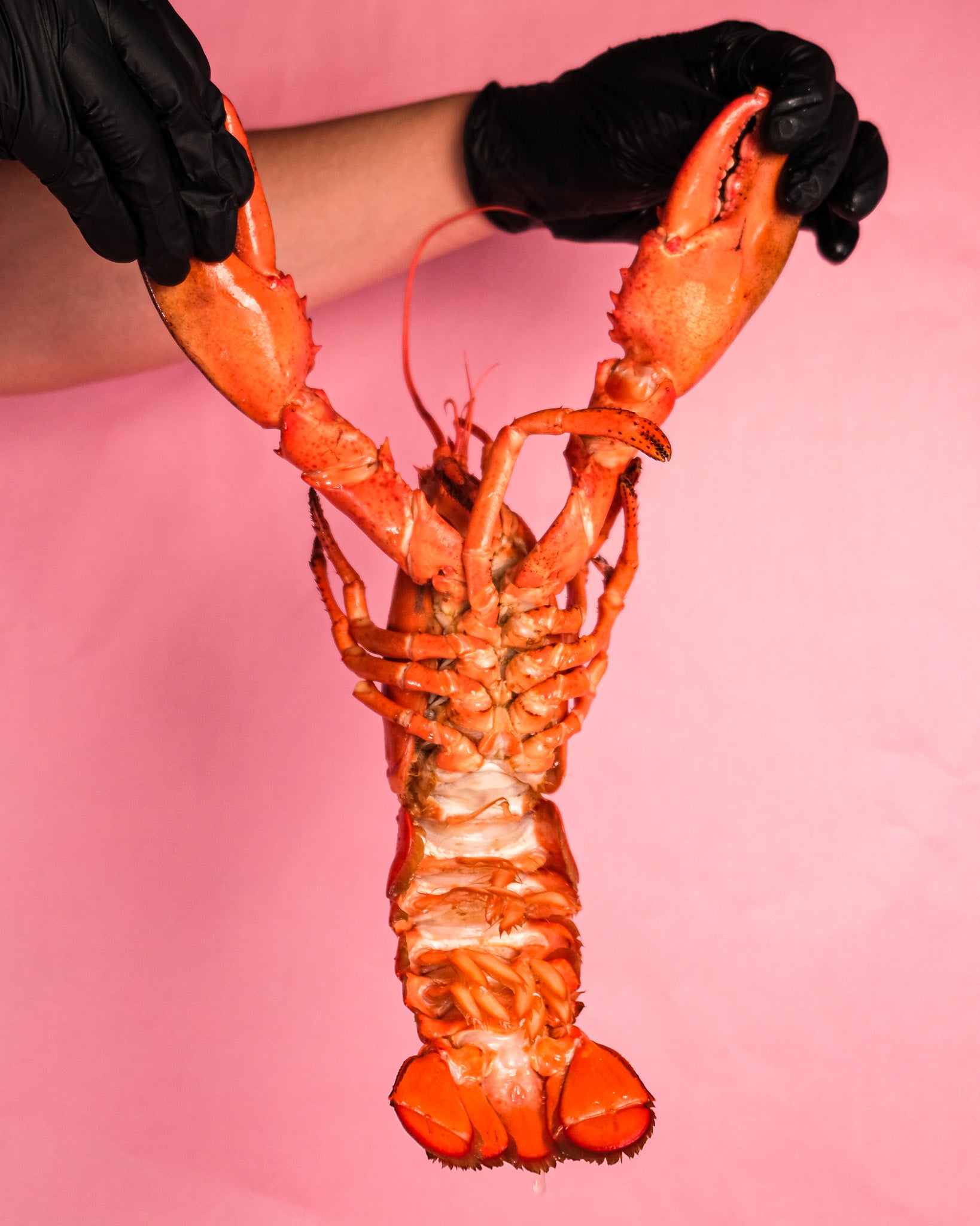 Whole Lobster (Cooked)