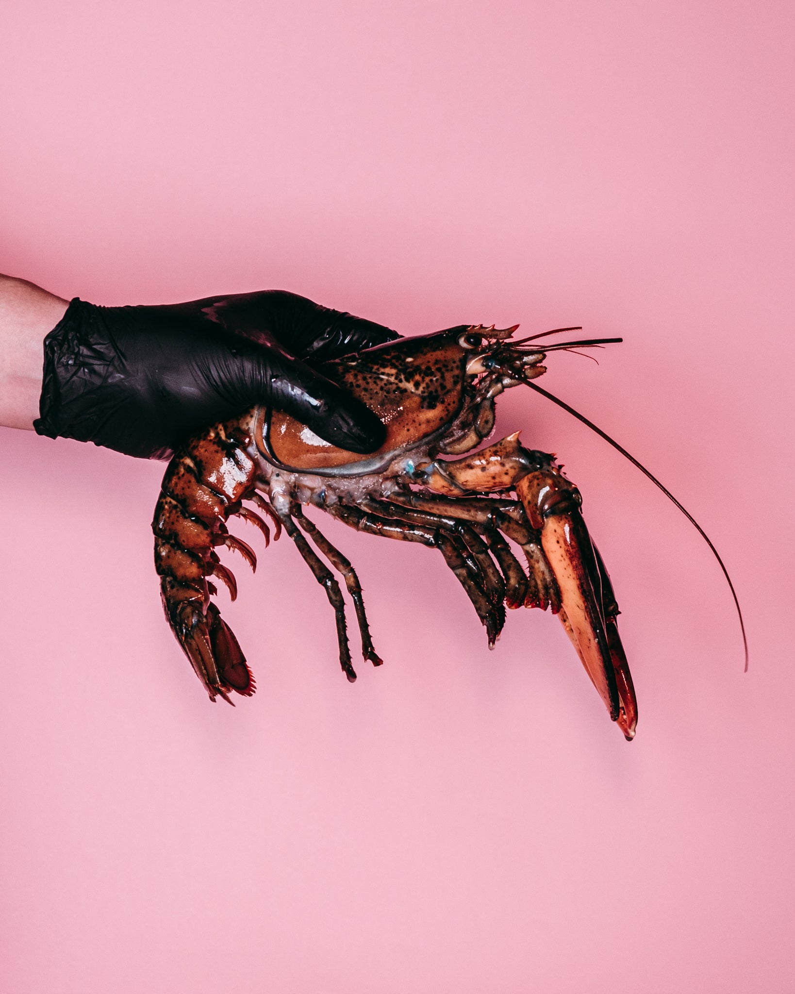Whole Lobster (Raw)