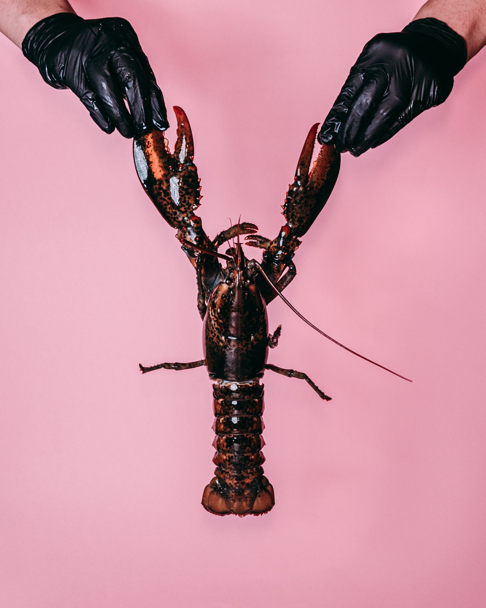 Whole Lobster (Raw)